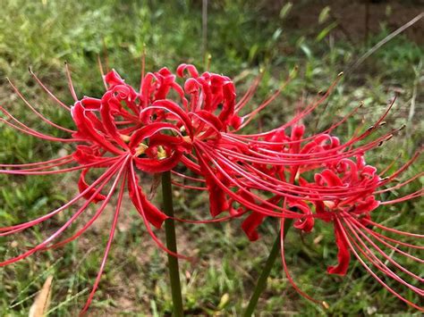 曼陀羅華 曼珠沙華|冥界之中的彼岸花：曼珠沙華與曼陀羅華